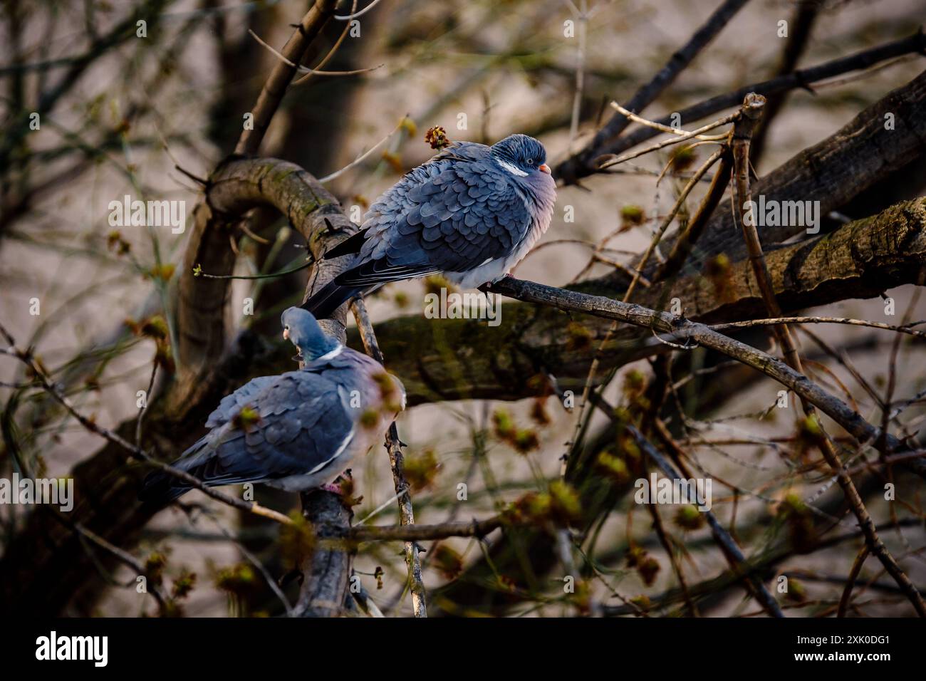 Due piccioni sono appollaiati su rami, uno rivolto verso la fotocamera, mentre l'altro è rivolto verso l'esterno. Foto Stock