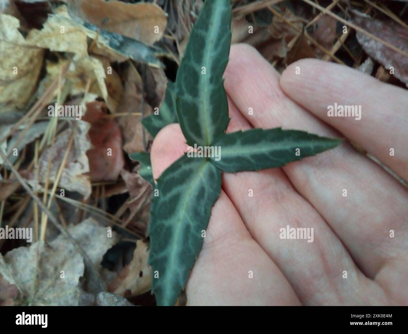 Plantae wintergreen a righe (Chimaphila maculata) Foto Stock