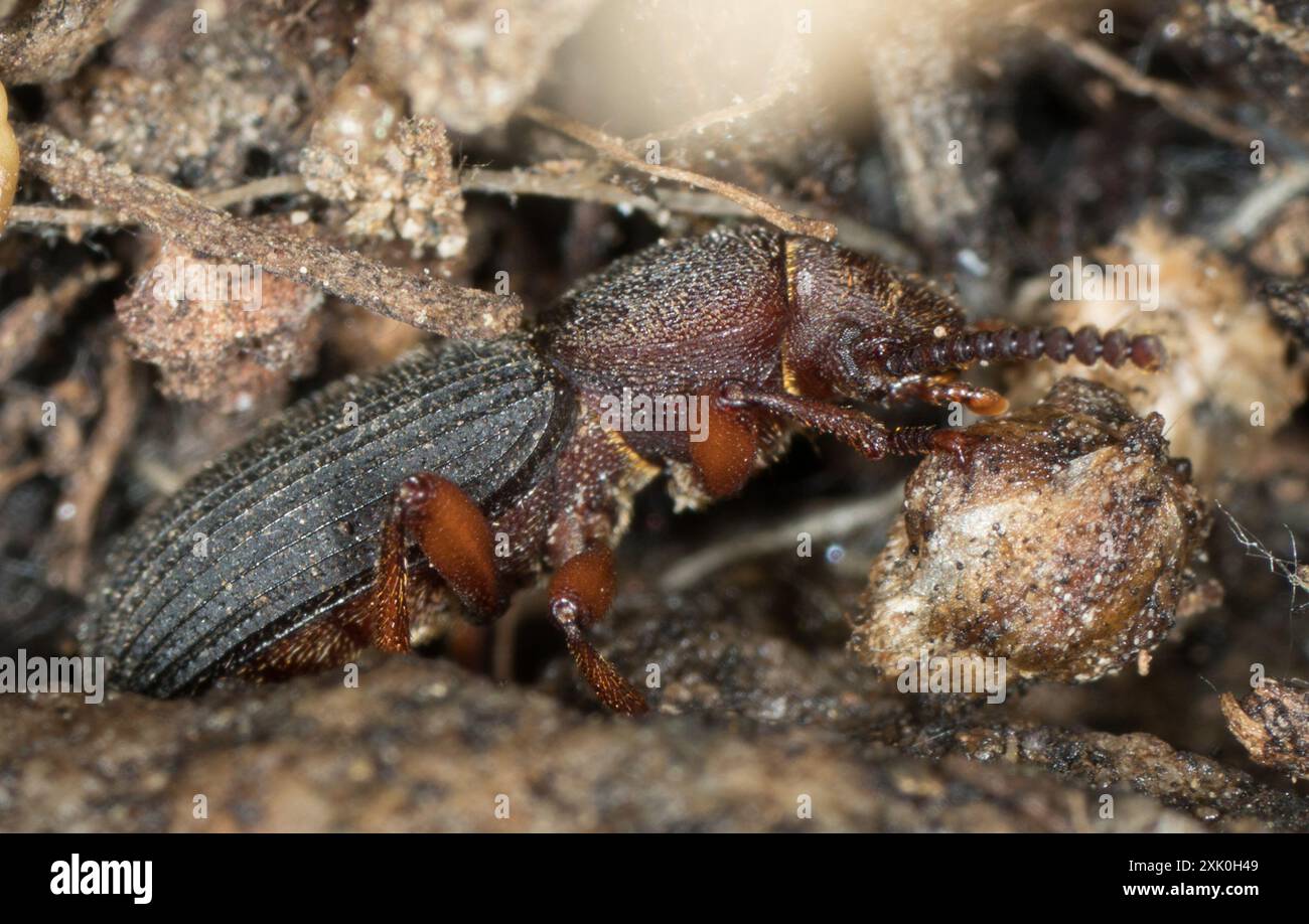 Fig Engraver Beetle (Apsena rufipes) Insecta Foto Stock