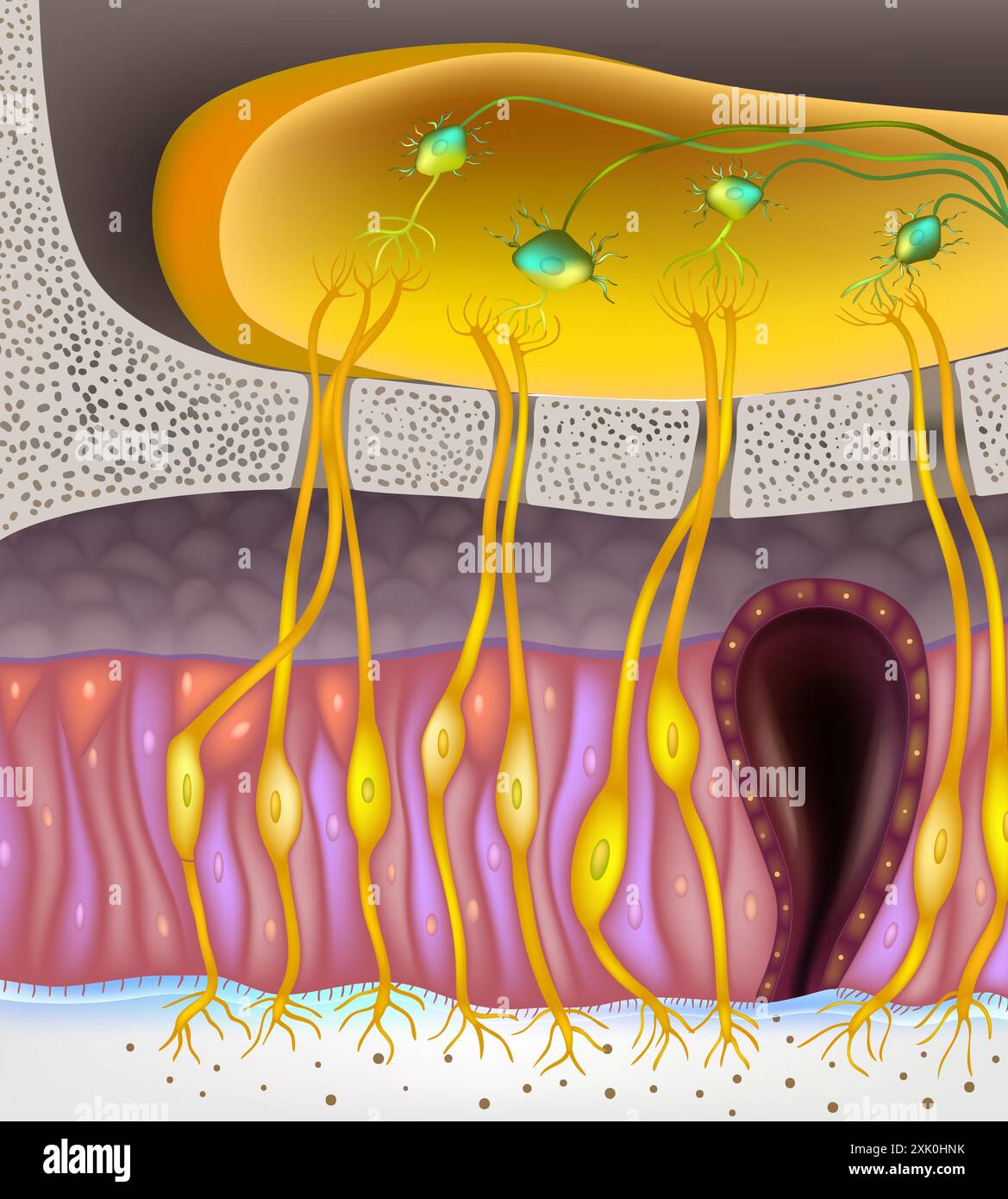 Anatomia bulbo olfattiva. Cellule del recettore dell'epitelio. Cellule della mucosa nasale Illustrazione Vettoriale