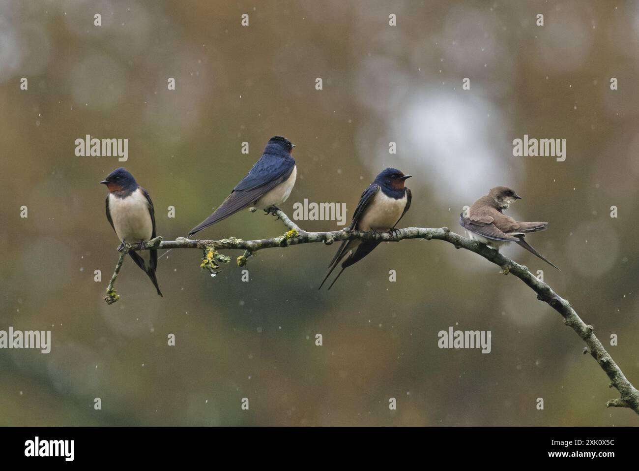 Barn Swallows (Hirundo rustica) & Sand Martin (Riparia riparia) Norfolk aprile 2024 Foto Stock