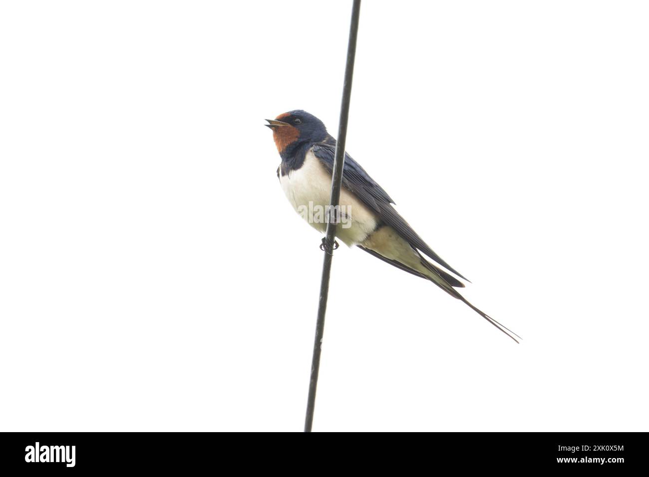 Barn Swallow (Hirundo rustica) Norfolk maggio 2024 Foto Stock