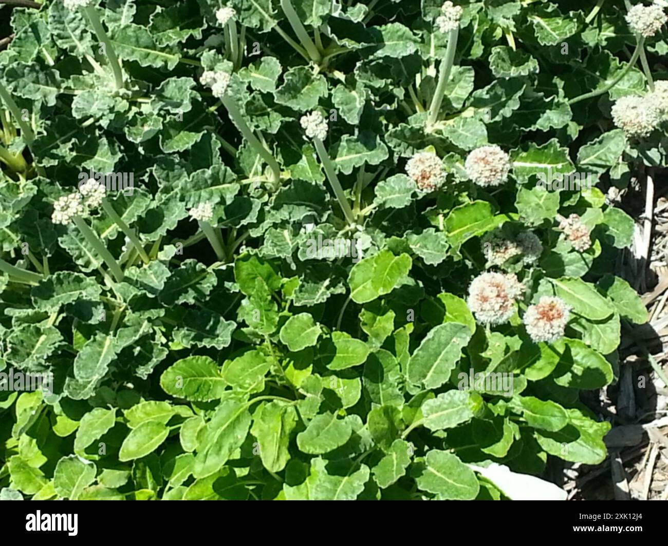 Grano saraceno (Eriogonum latifolium) Plantae Foto Stock