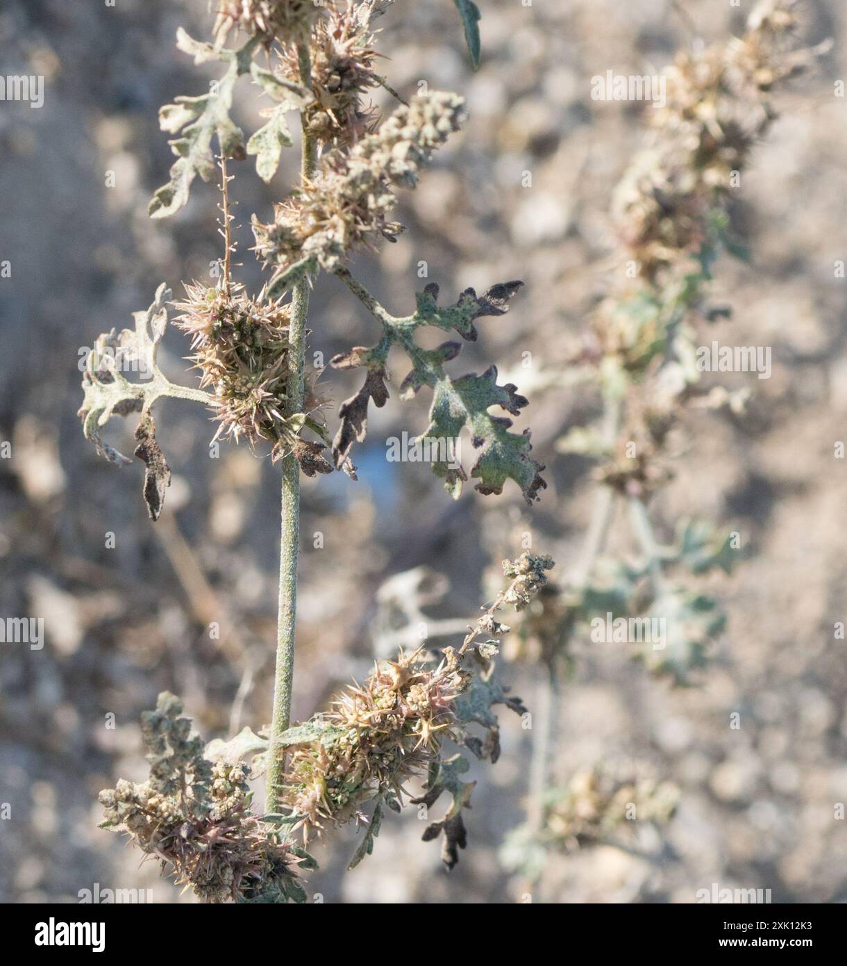 Plantae del borsone della colonna vertebrale piatta (Ambrosia acanthicarpa) Foto Stock