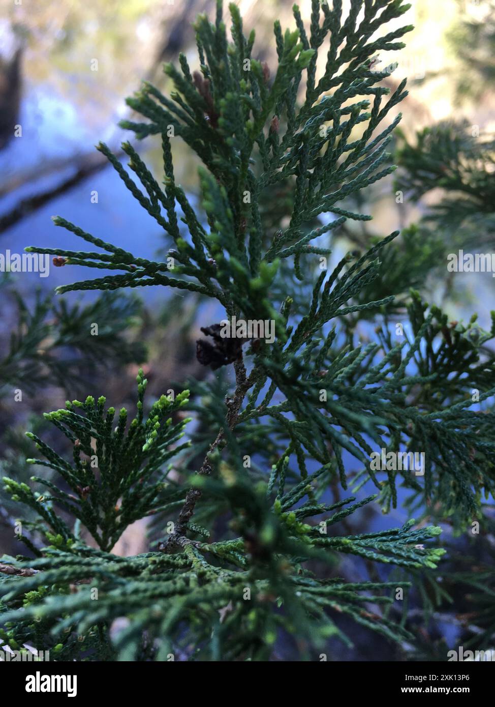 Cedro bianco Atlantico (Chamaecyparis thyoides) Plantae Foto Stock