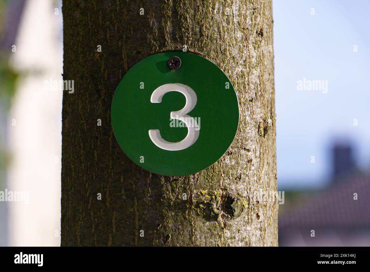Primo piano da una placca rotonda con il numero su un albero in un cimitero Foto Stock