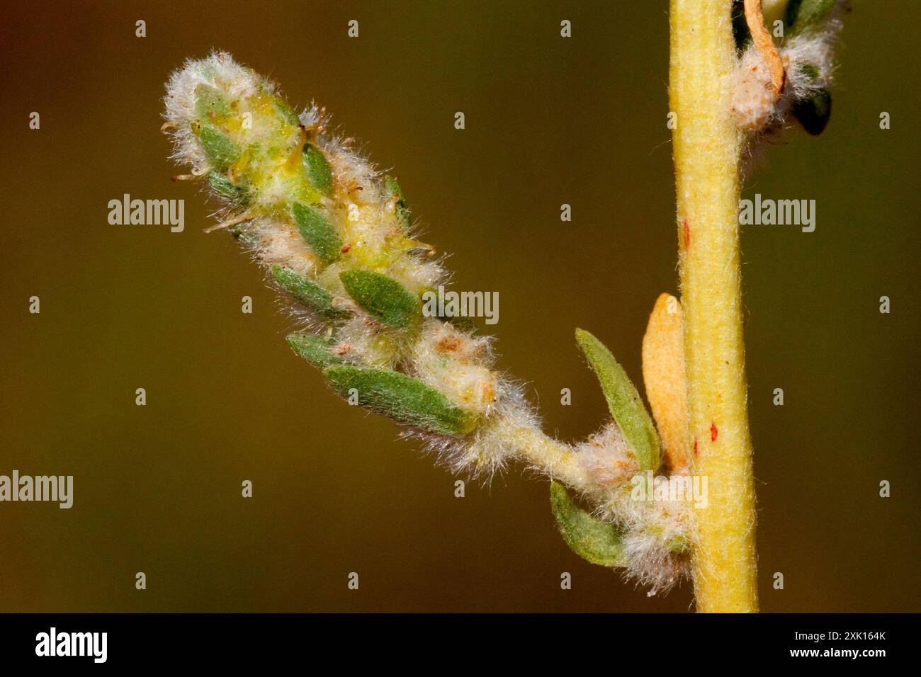 Fivehorn smotherweed (Bassia hyssopifolia) Plantae Foto Stock