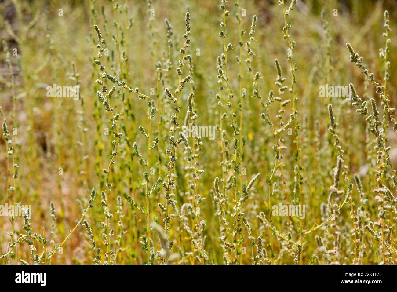 Fivehorn smotherweed (Bassia hyssopifolia) Plantae Foto Stock