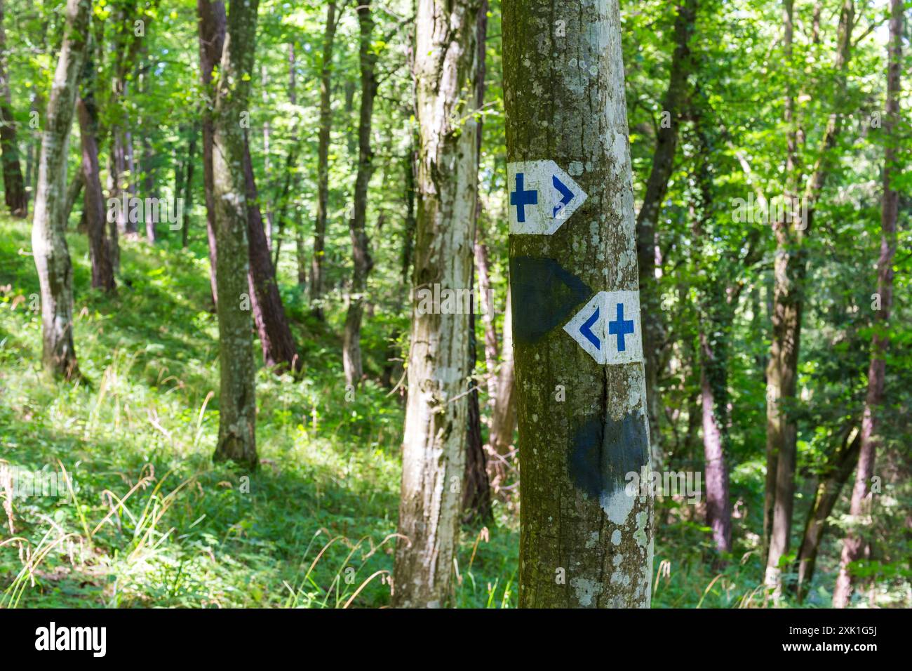 Cartello turistico dipinto sul tronco dell'albero, Tolvaj-arok (valle) nei monti Sopron, Sopron, Ungheria Foto Stock