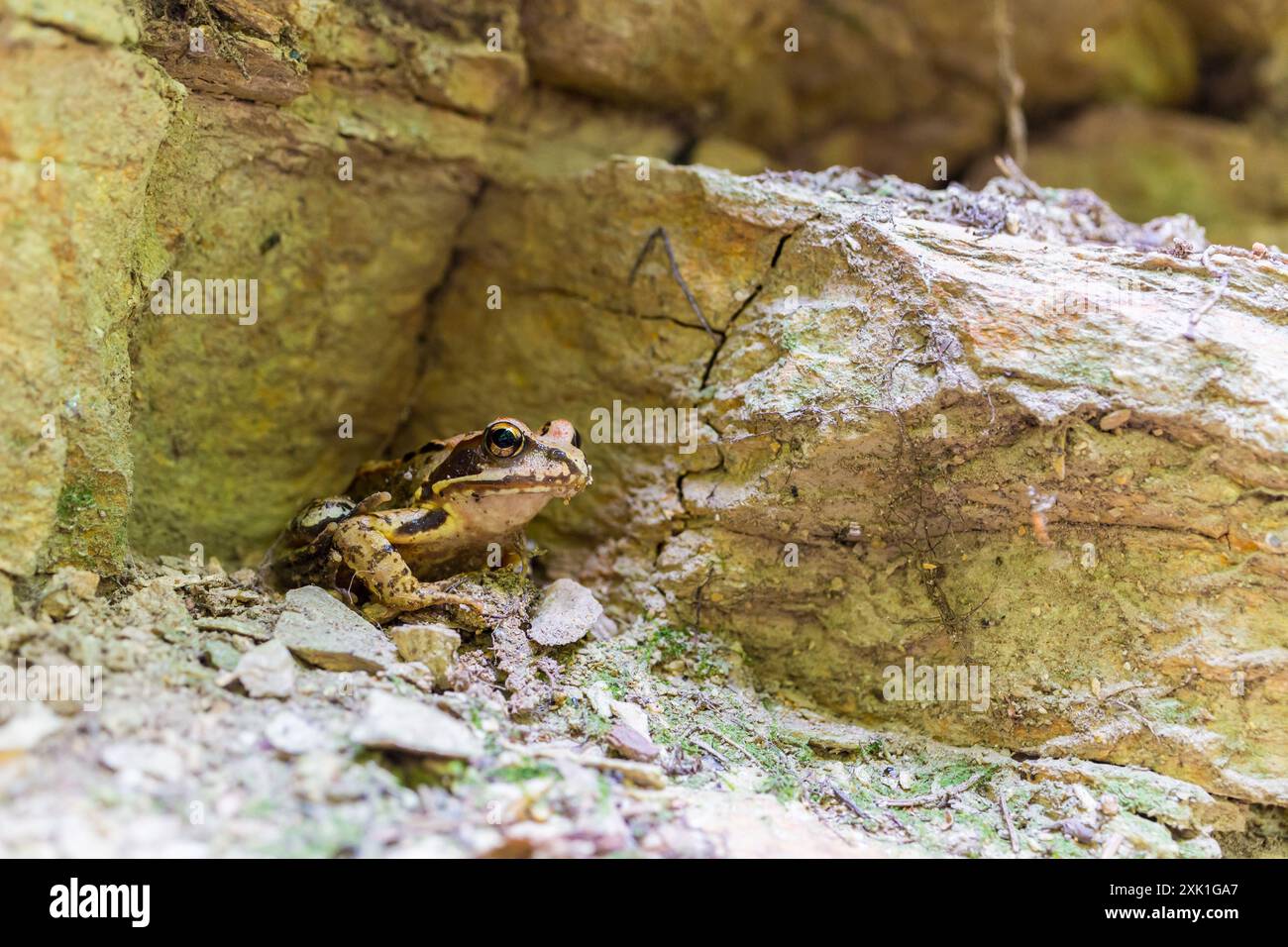 Rana comune europea (Rana temporaria) a Tolvaj-arok, monti Sopron, Sopron, Ungheria Foto Stock