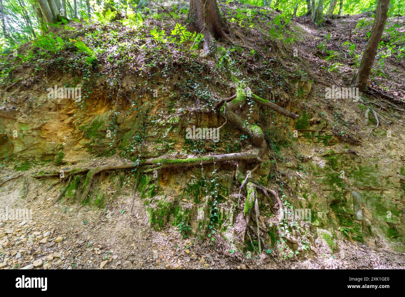 Roccia metamorfica scisto con radici arboree, Tolvaj-arok (valle) nei monti Sopron, Sopron, Ungheria Foto Stock