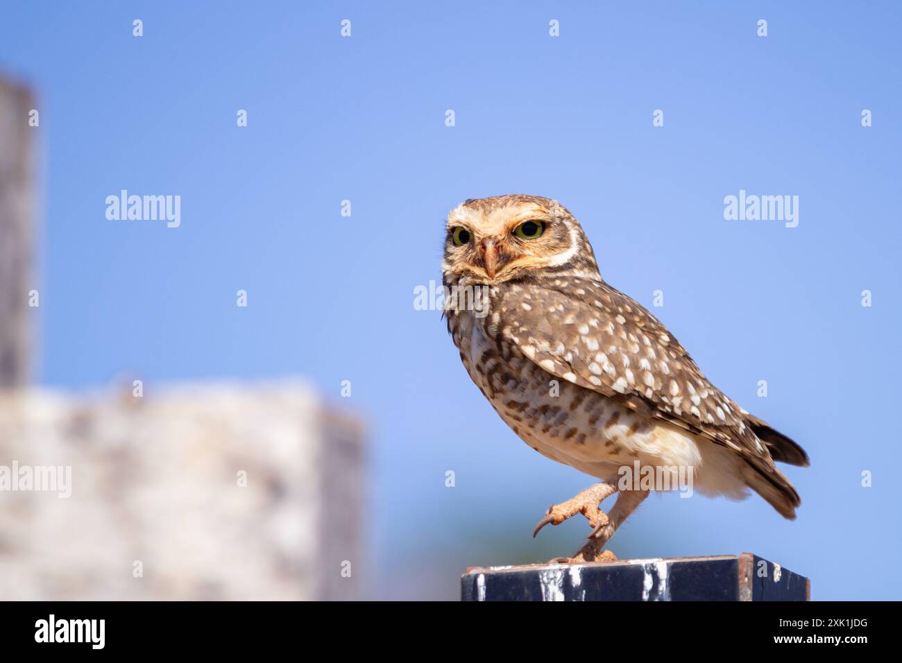 Goiania, Goias, Brasile – 20 luglio 2024: Una gufo su una superficie di cemento in un cimitero con cielo blu. Foto Stock