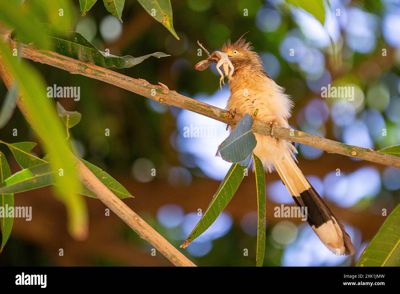 Goiania, Goias, Brasile – 20 luglio 2024: Un uccello appollaiato su un ramo di albero che divora un geco. Foto Stock