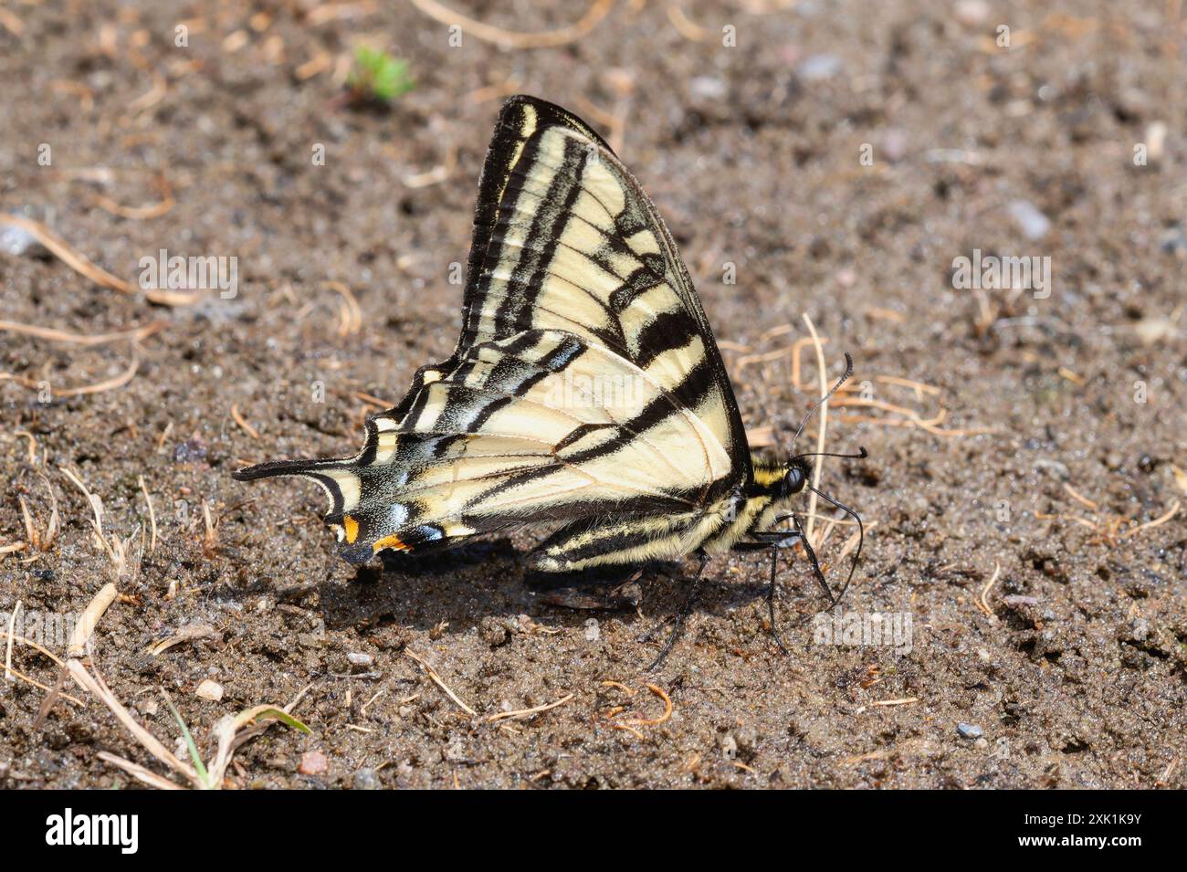 Una farfalla di coda di rondine della tigre occidentale; Papilio rutulus; poggia a terra in Wyoming. Le ali della farfalla sono chiuse; e le sue antenne sono esterne Foto Stock