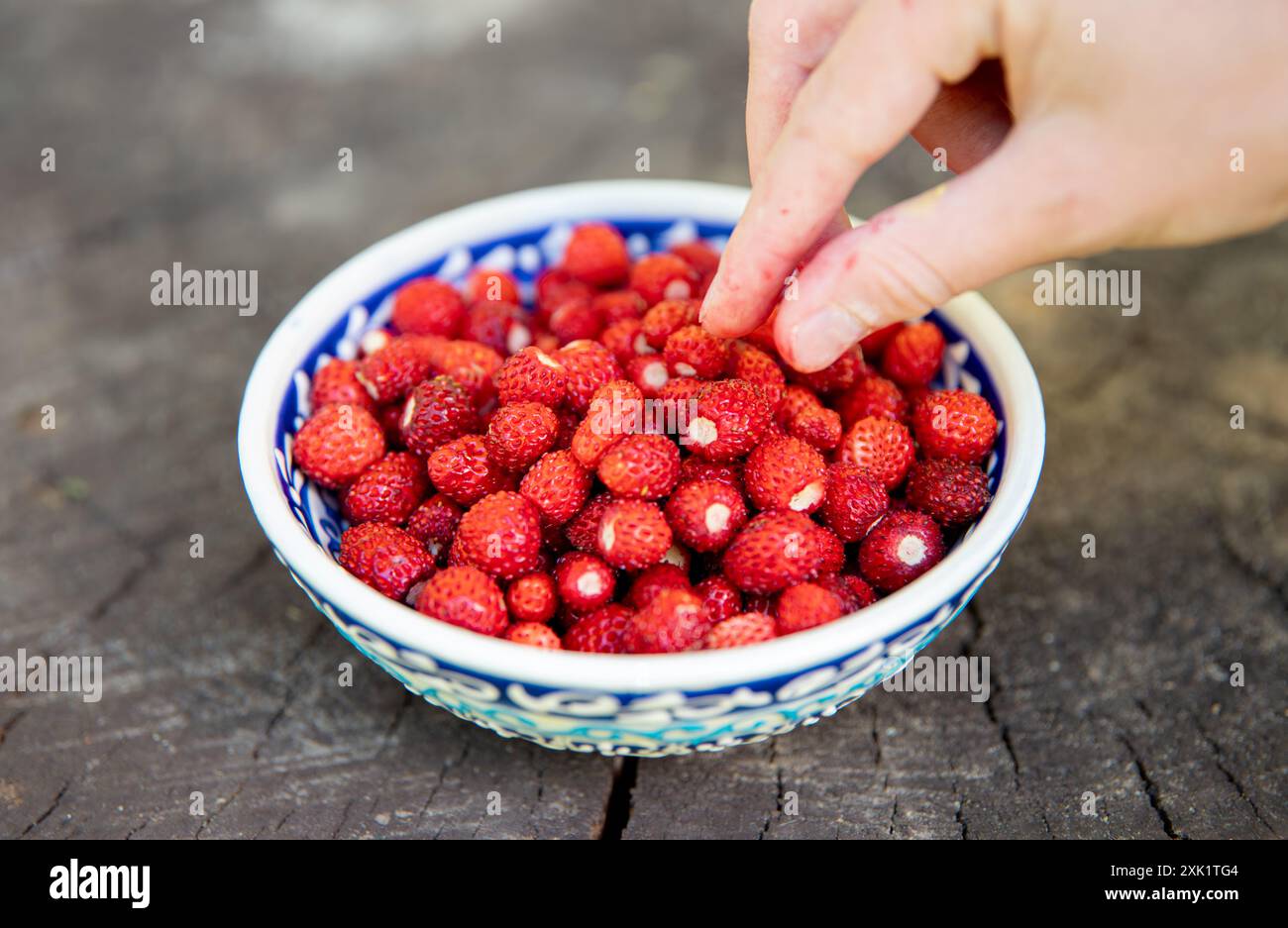Vista ravvicinata della Fragaria vesca, comunemente chiamata fragola selvatica dalla ciotola blu, fragola del bosco. Foto Stock
