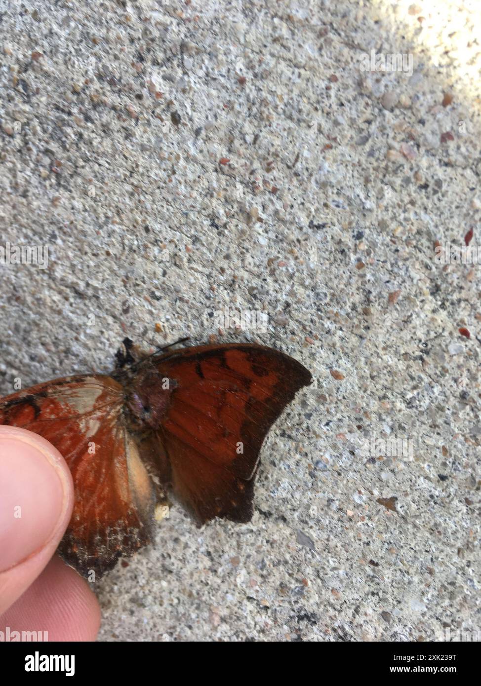 Goatweed Leafwing (Anaea andria) Insecta Foto Stock