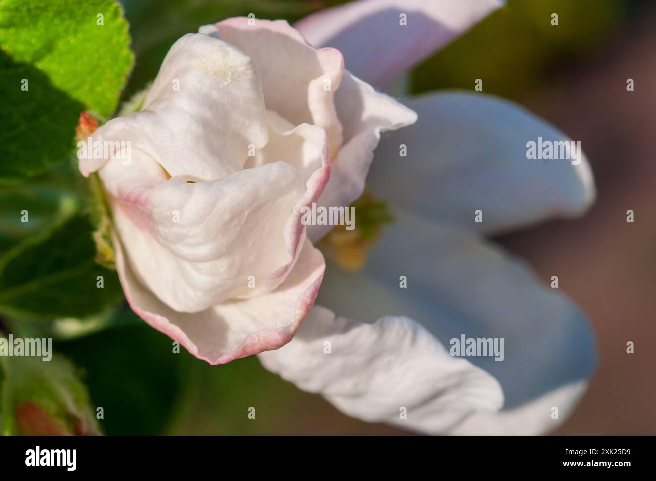 Primo piano di un fiore di mela, con i suoi petali di colore bianco e rosa. Foto Stock