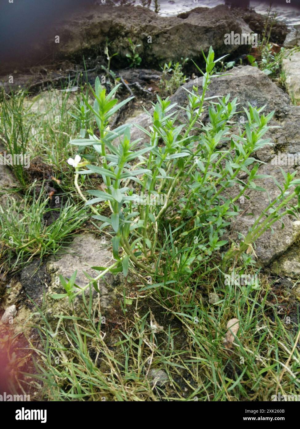 Hedge-hyssop (Gratiola officinalis) Plantae Foto Stock