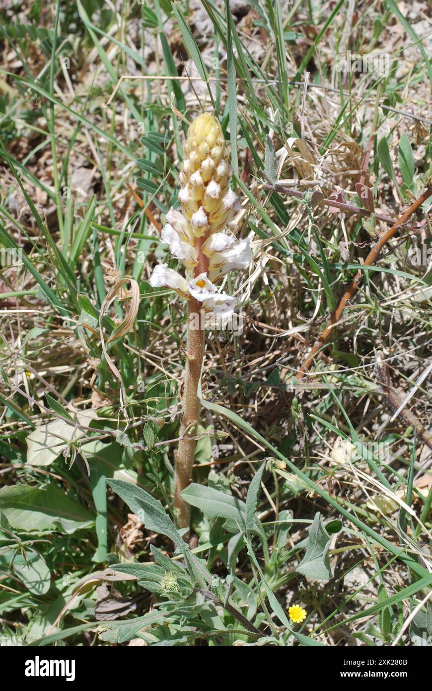 Broomrape di fagioli (Orobanche crenata) Plantae Foto Stock