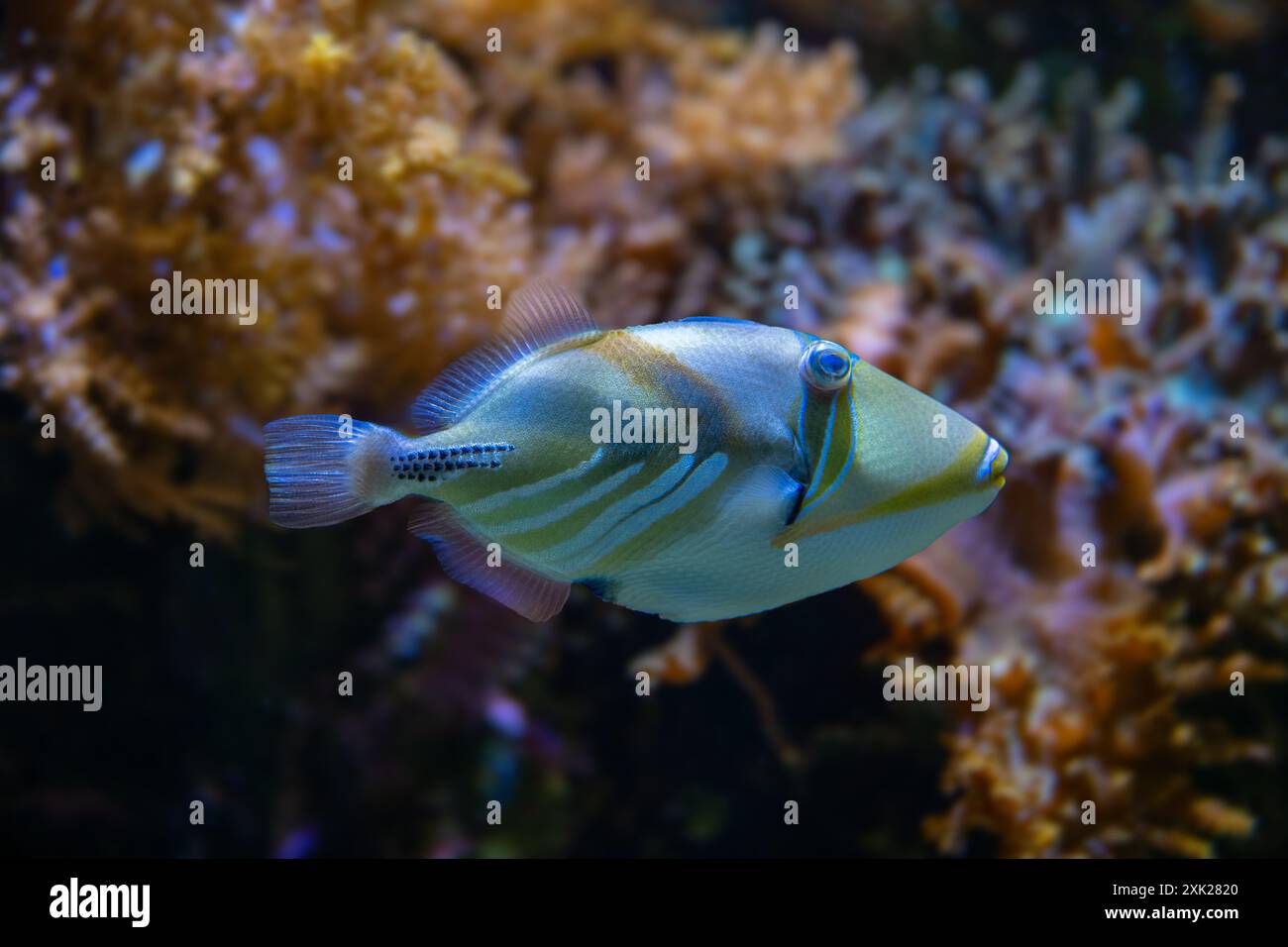 Picasso pesce persico (Rhinecanthus assasi) Mar Rosso Foto Stock