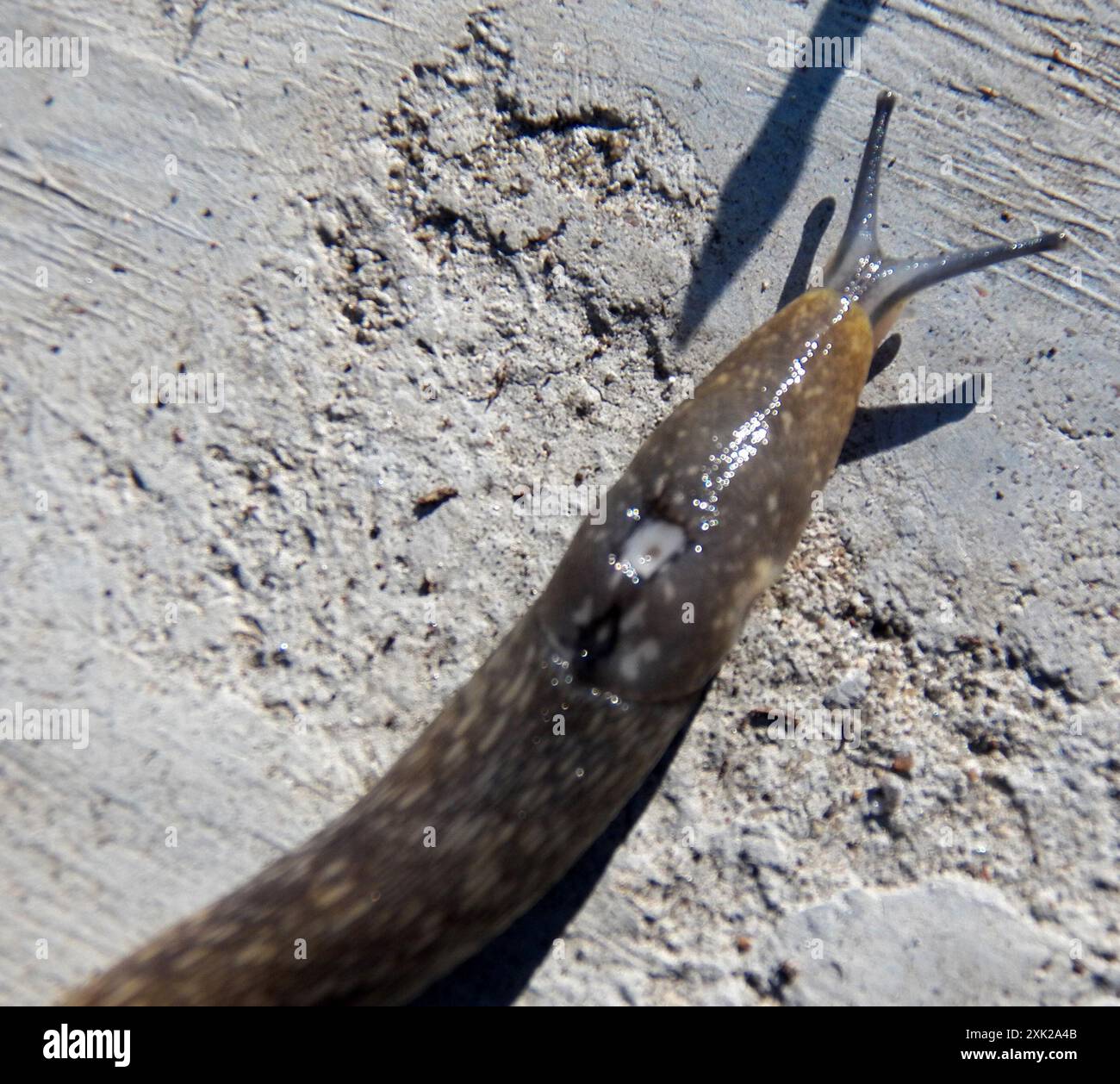 Zuppa gialla (Limacus flavus) Mollusca Foto Stock