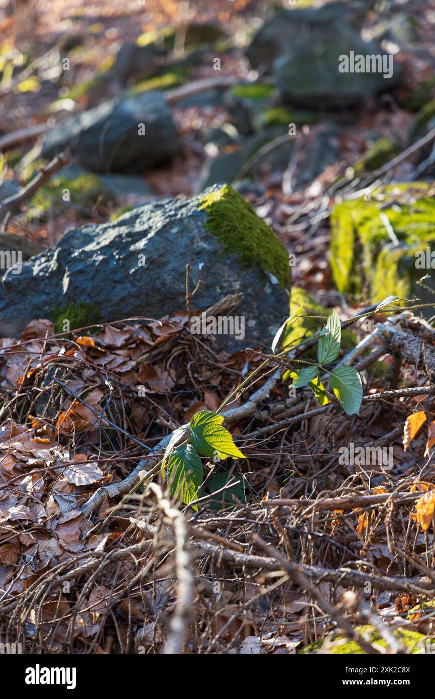 Poche piccole e gigantesche formazioni rocciose accanto al sentiero di montagna durante il giorno di sole in inverno Foto Stock