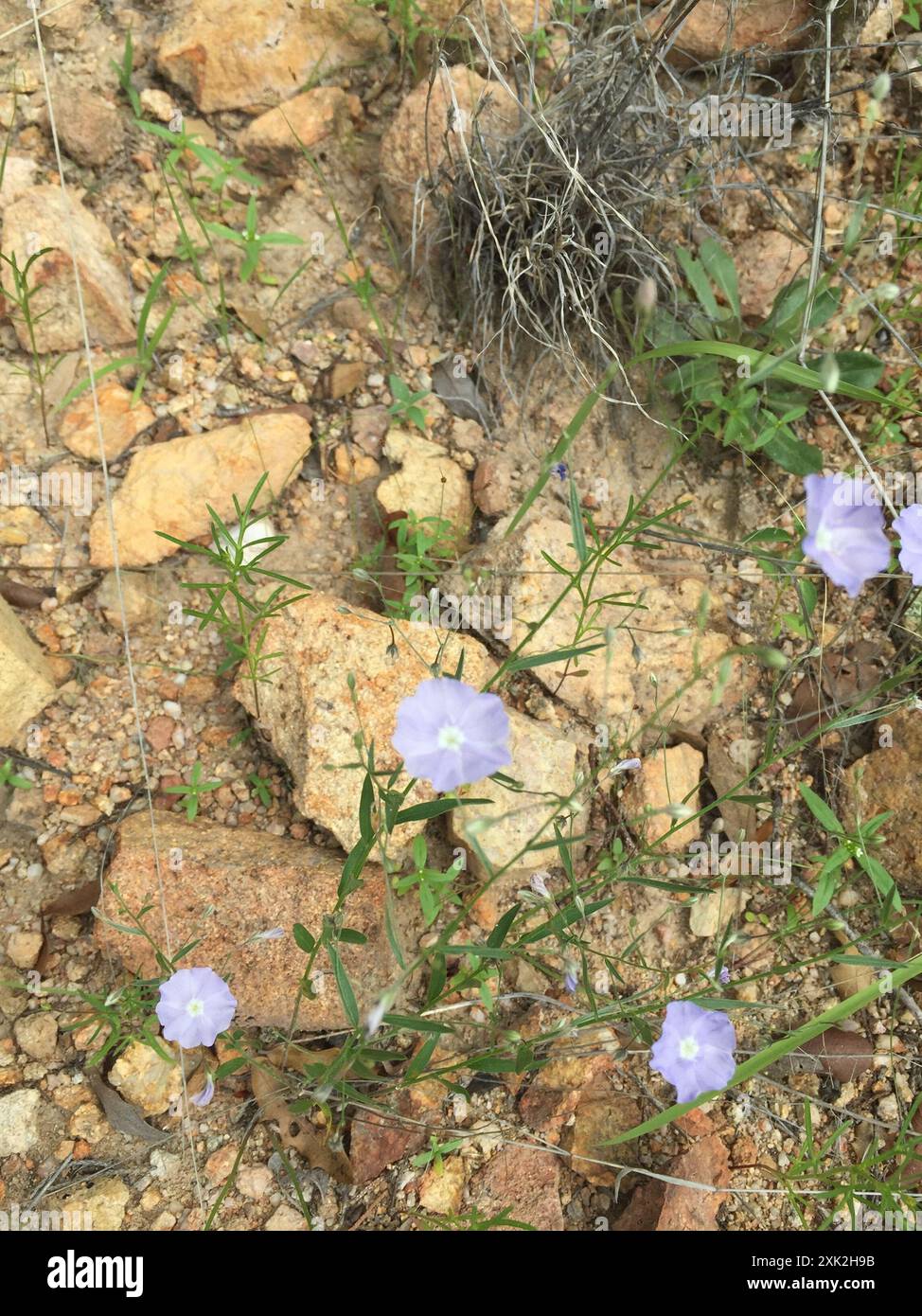 Arizona Blue-Eyes (Evolvulus arizonicus) Plantae Foto Stock