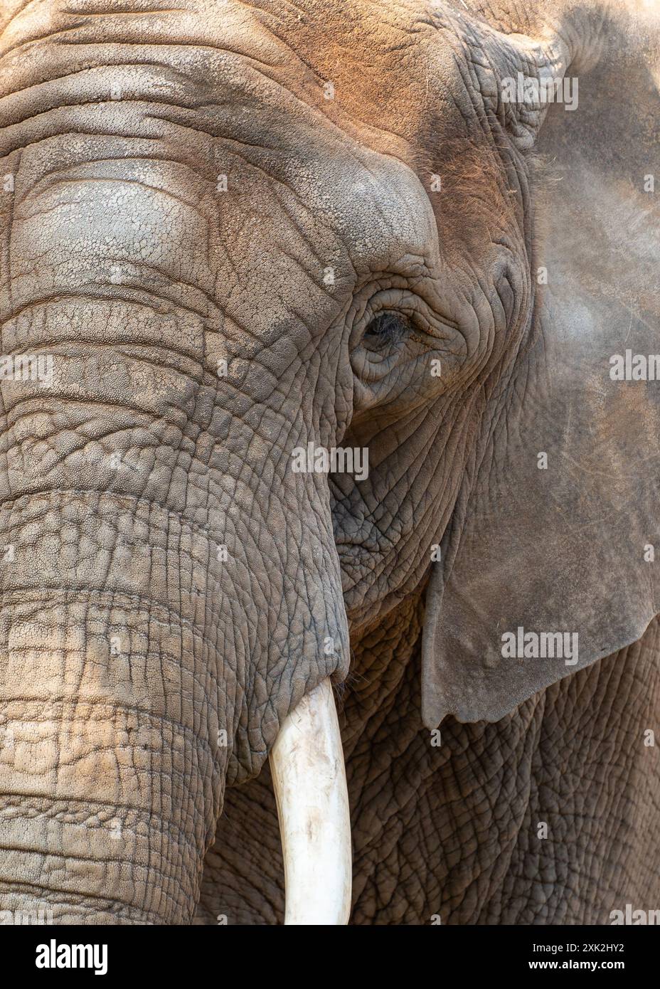 Immagine macro di un elefante con messa a fuoco sull'occhio. Primo piano degli occhi, delle orecchie, della zanna di un elefante Foto Stock