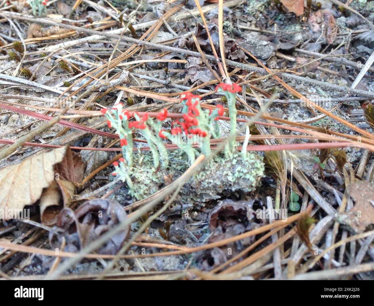 Soldato britannico lichen (Cladonia cristatella) funghi Foto Stock