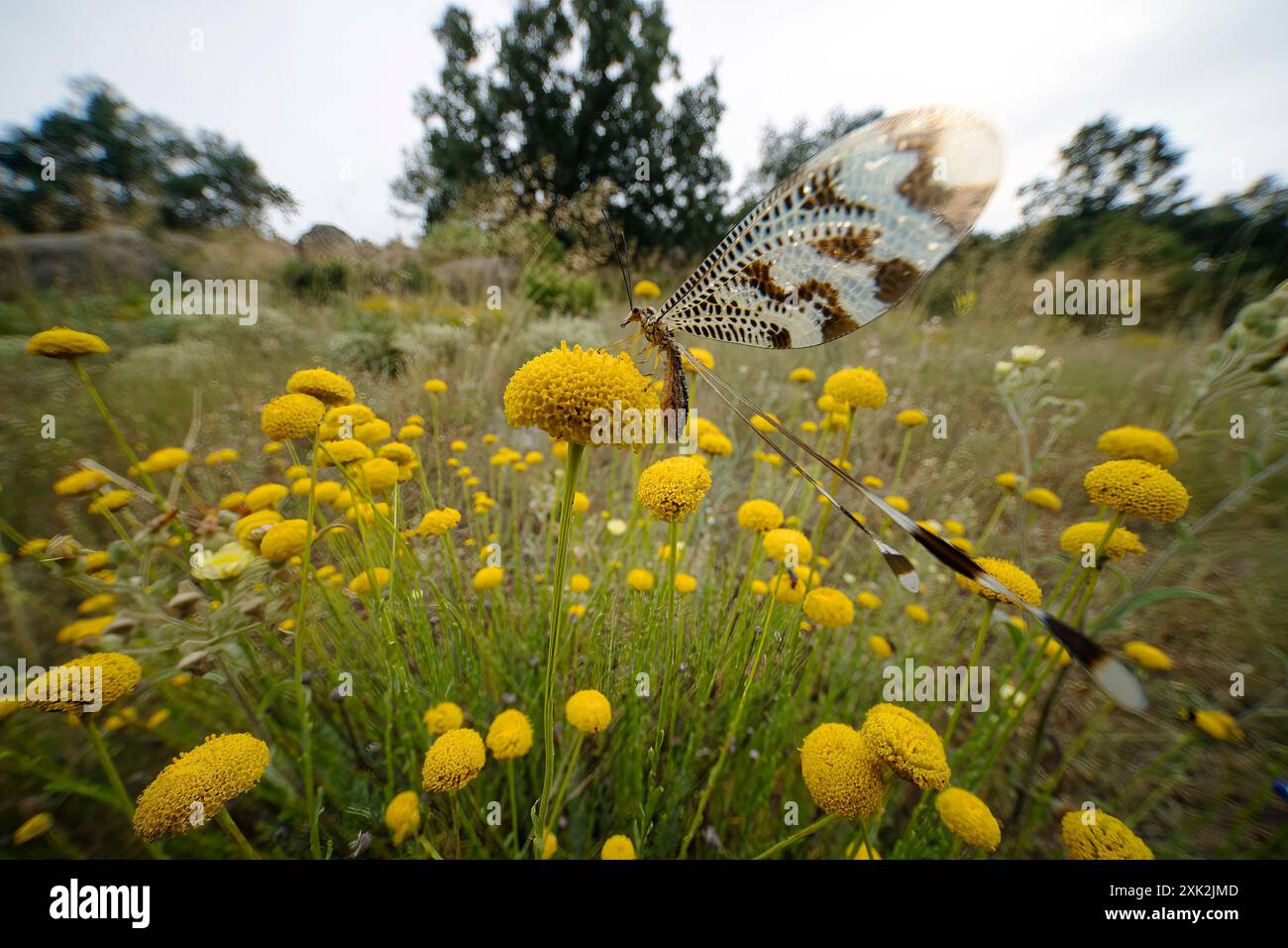 Una delicata Nemoptera bipennis si trova graziosamente su un gruppo di fiori gialli vibranti in un lussureggiante campo verde, mostrando le sue ali uniche e allungate Foto Stock
