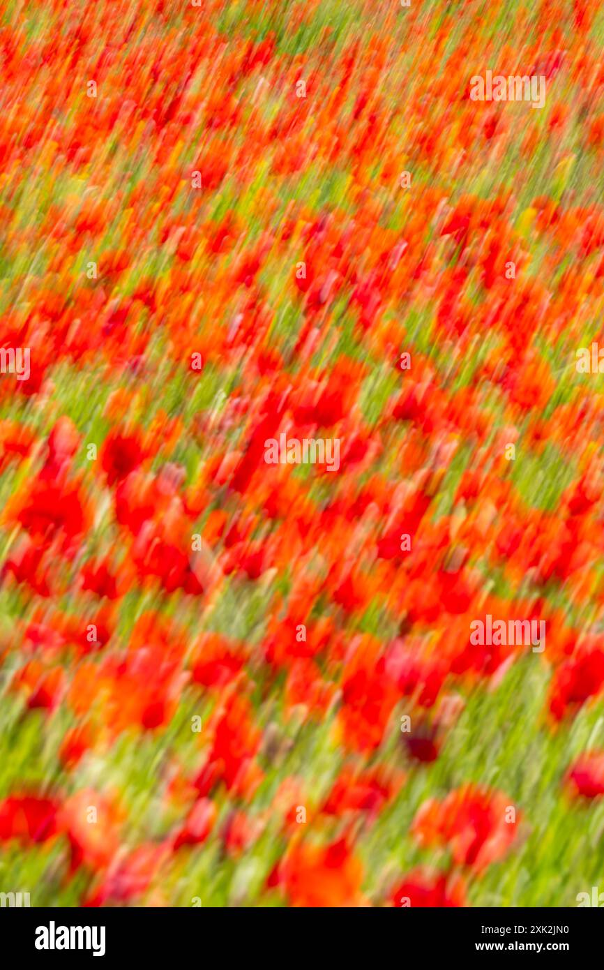Questa immagine presenta un campo da sogno di papaveri rossi con una sfocatura intenzionale del movimento, che crea un vivace motivo astratto di rosso e verde Foto Stock