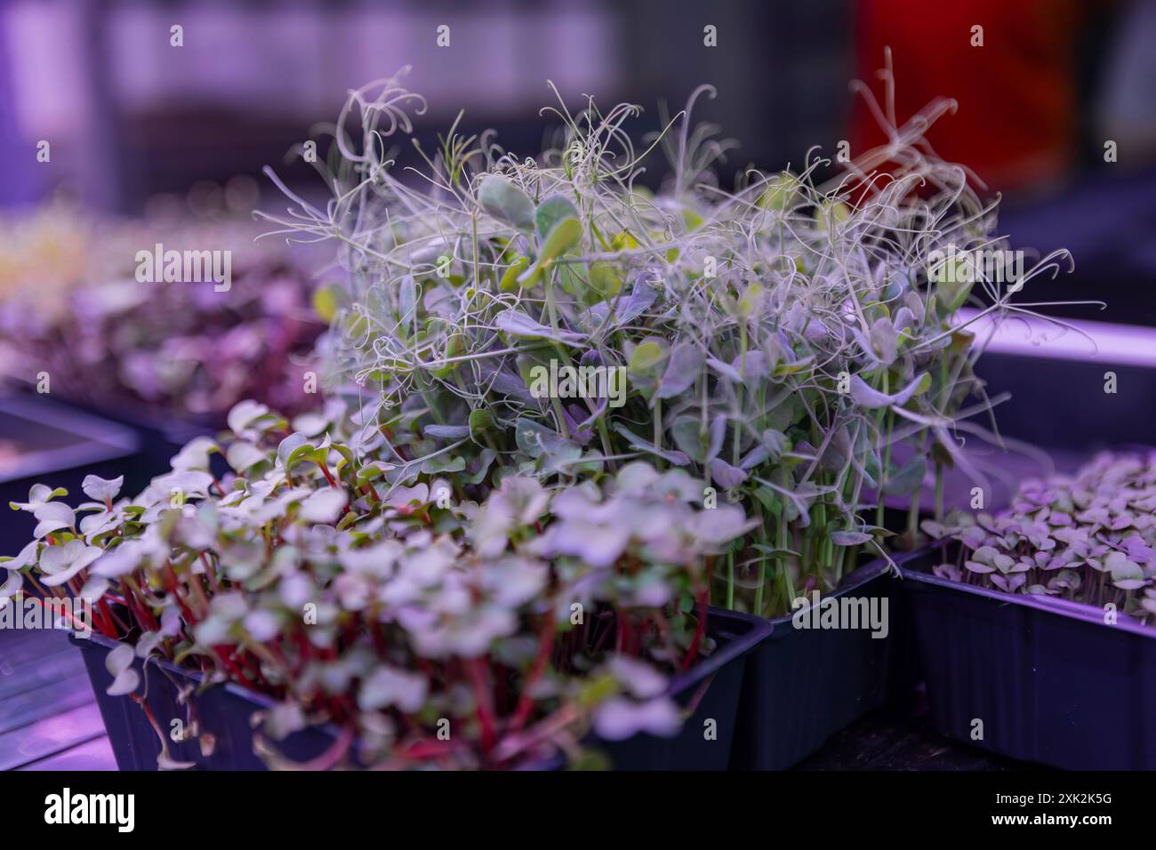 I microgreen freschi germogliano abbondantemente in vassoi di plastica sotto illuminazione controllata, mostrando una varietà di germogli frondosi dai colori vivaci Foto Stock