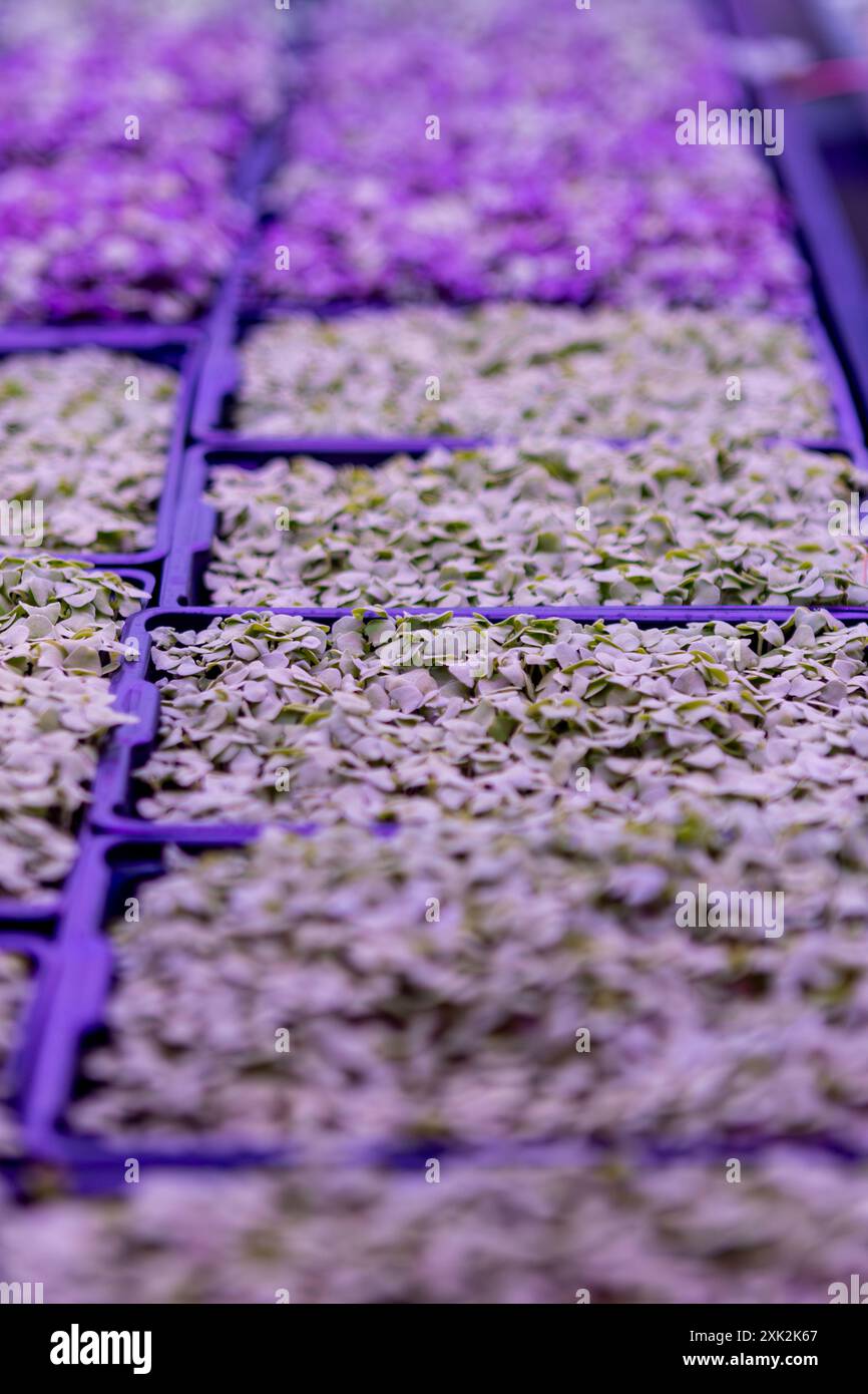 Un'immagine verticale che mostra la coltivazione di un vivace microgreen in vassoi di coltivazione viola e blu in condizioni di illuminazione controllate, favorendo l'uso di urbo Foto Stock