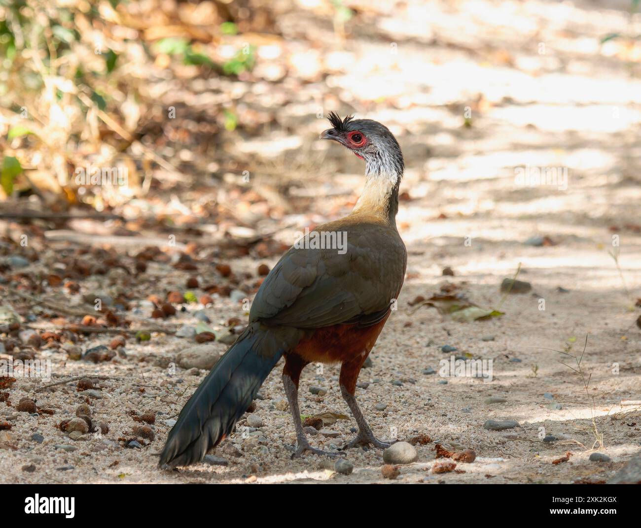 Chachalaca (Ortalis wagleri), membro della famiglia Cracidae, cammina lungo un sentiero di foresta sabbiosa in Messico. L'uccello e' rufo distintivo Foto Stock