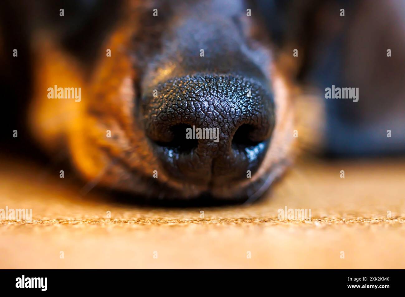 Un primo piano nitido e dettagliato che cattura la superficie ruvida del naso nero di un cane, evidenziando i pori individuali su uno sfondo sfocato Foto Stock