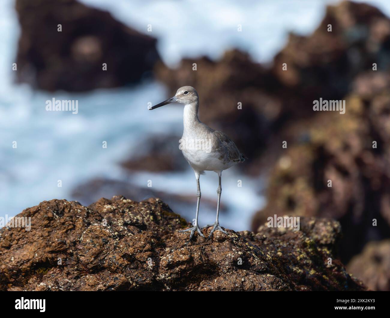 Un Willet (Tringa semipalmata); un shorebird con un lungo; becco sottile e lungo; gambe sottili; si erge arroccato in cima a un affioramento roccioso. L'uccello è faci Foto Stock
