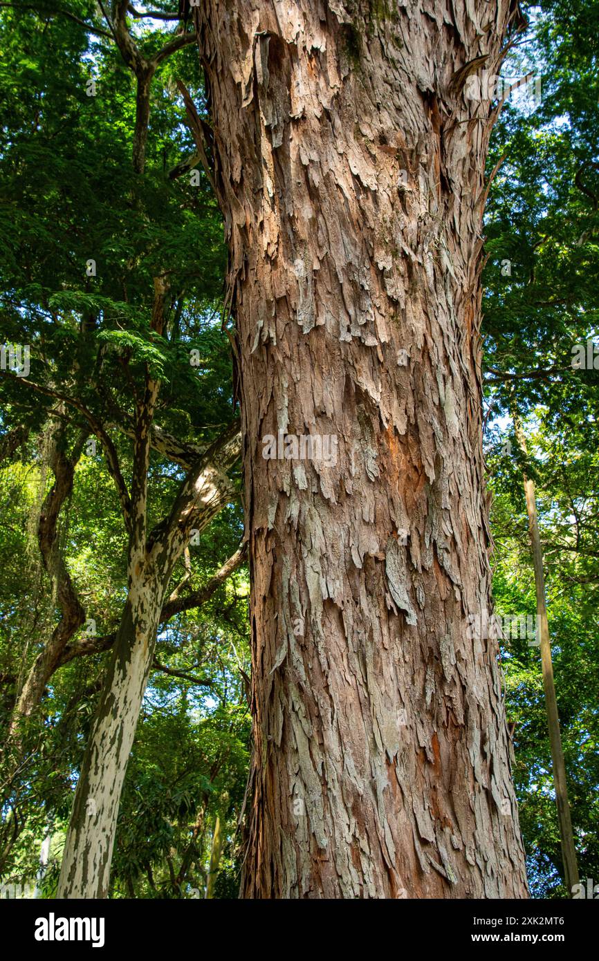 Plathymenia reticulata, conosciuta in Brasile come vinhatico, un albero diffuso nel cerrado e nella foresta atlantica del Sud America. Cresce fino a 30 m (98 piedi) di altezza, il suo legno è resistente al marciume ed è ampiamente usato come legno strutturale. Dal 2003 Plathymenia foliolosa e Plathymenia reticulata sono ora considerati sinonimi, e Plathymenia è considerato contenere una singola specie. L'epiteto specifico reticulata si riferisce alla venazione delle foglie reticolate (a rete). Stato di Minas Gerais, Brasile. Foto Stock