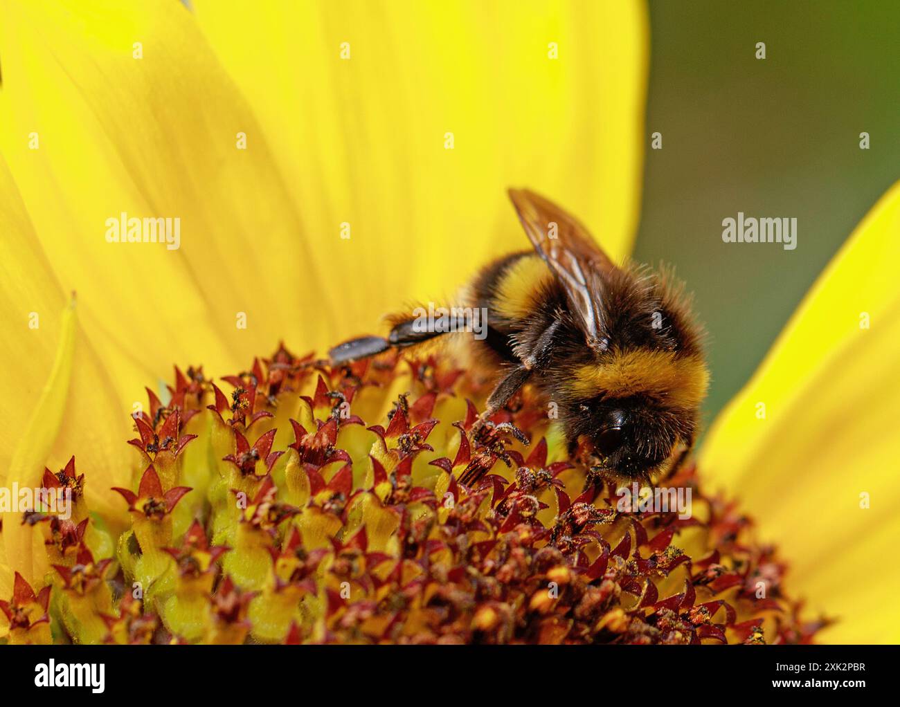 Primo piano di un'ape che si nutre di un girasole giallo brillante. I girasoli sono un ottimo modo per aiutare l'ape che è in declino Foto Stock