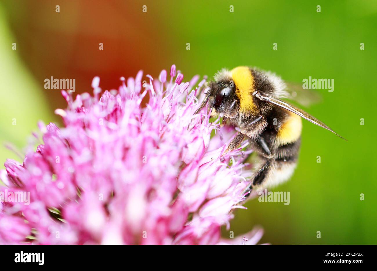 Alveoli che si nutrono su una testa di fiori di Allium viola brillante, con uno sfondo verde vivace e fuori fuoco naturale Foto Stock