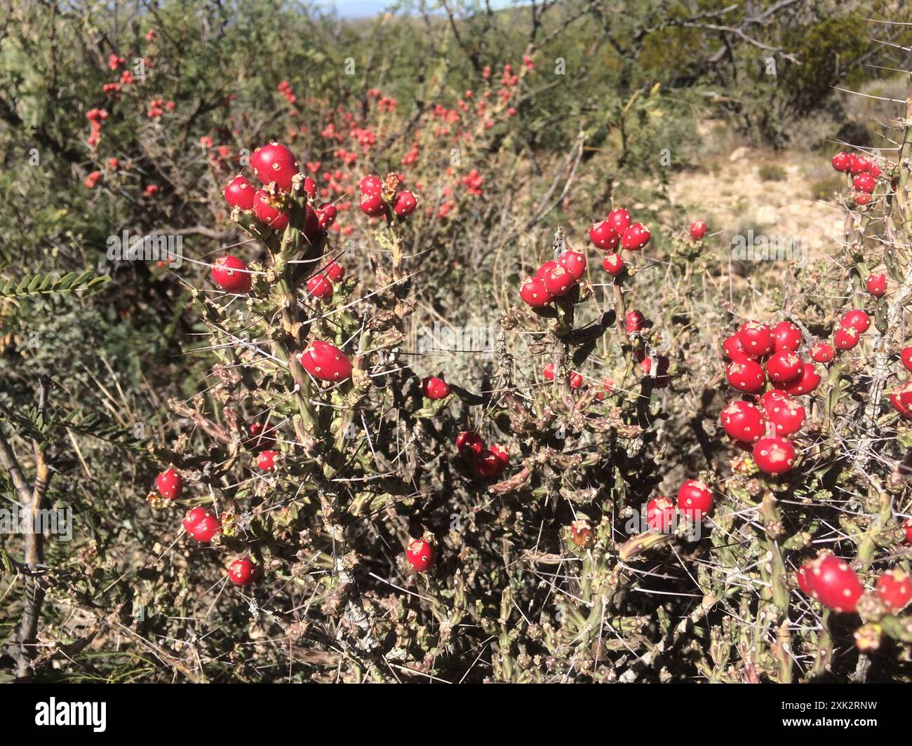 Christmas cholla (Cylindropuntia leptocaulis) Plantae Foto Stock