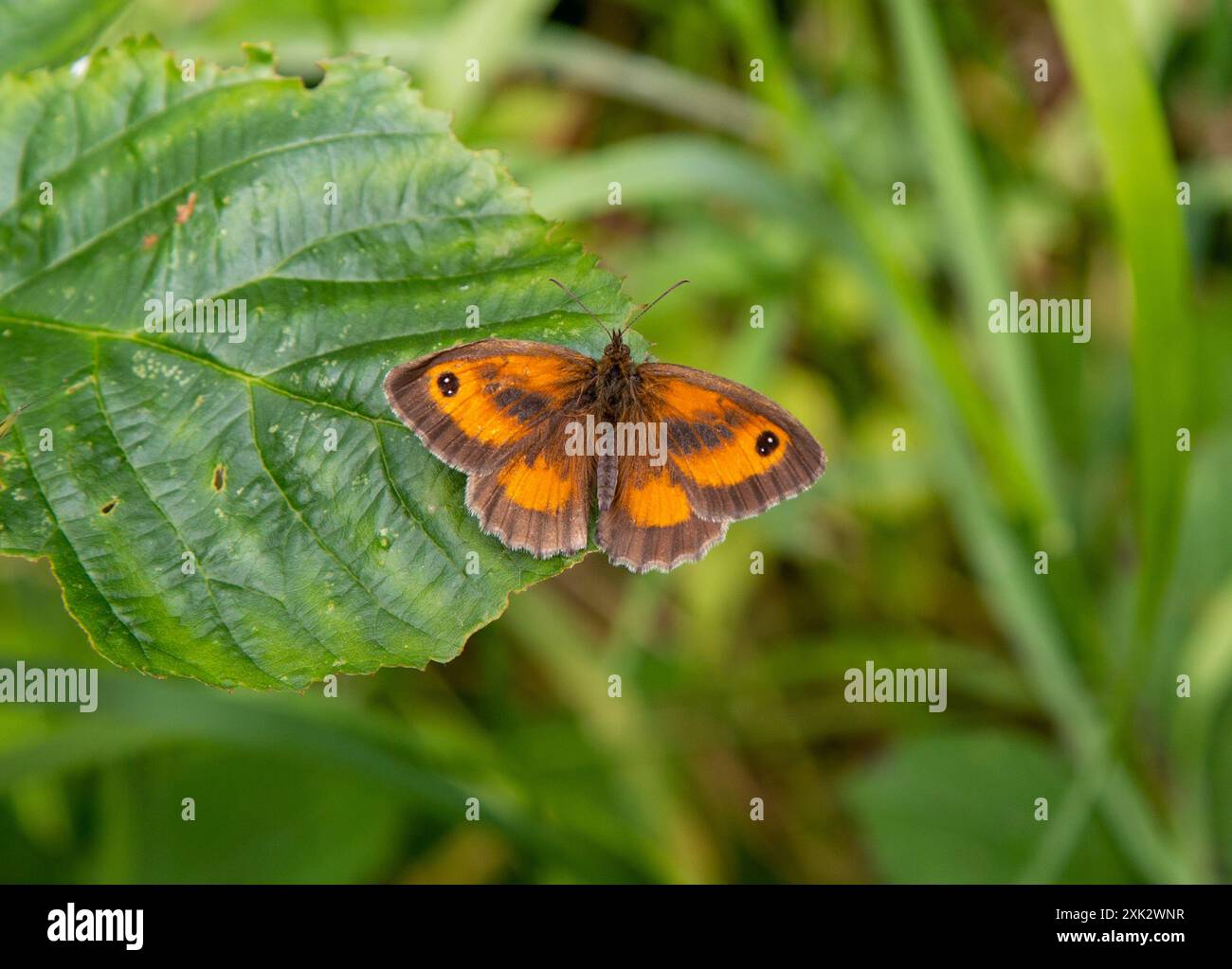 La farfalla del guardiano Pyronia tithonus si crogiola al sole nella campagna inglese del Lincolnshire Foto Stock