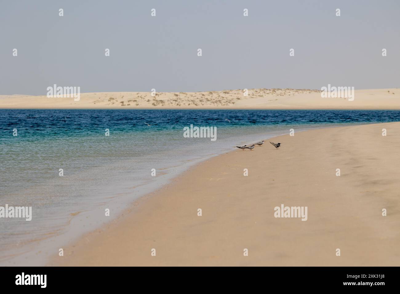 Mare interno del Qatar Foto Stock