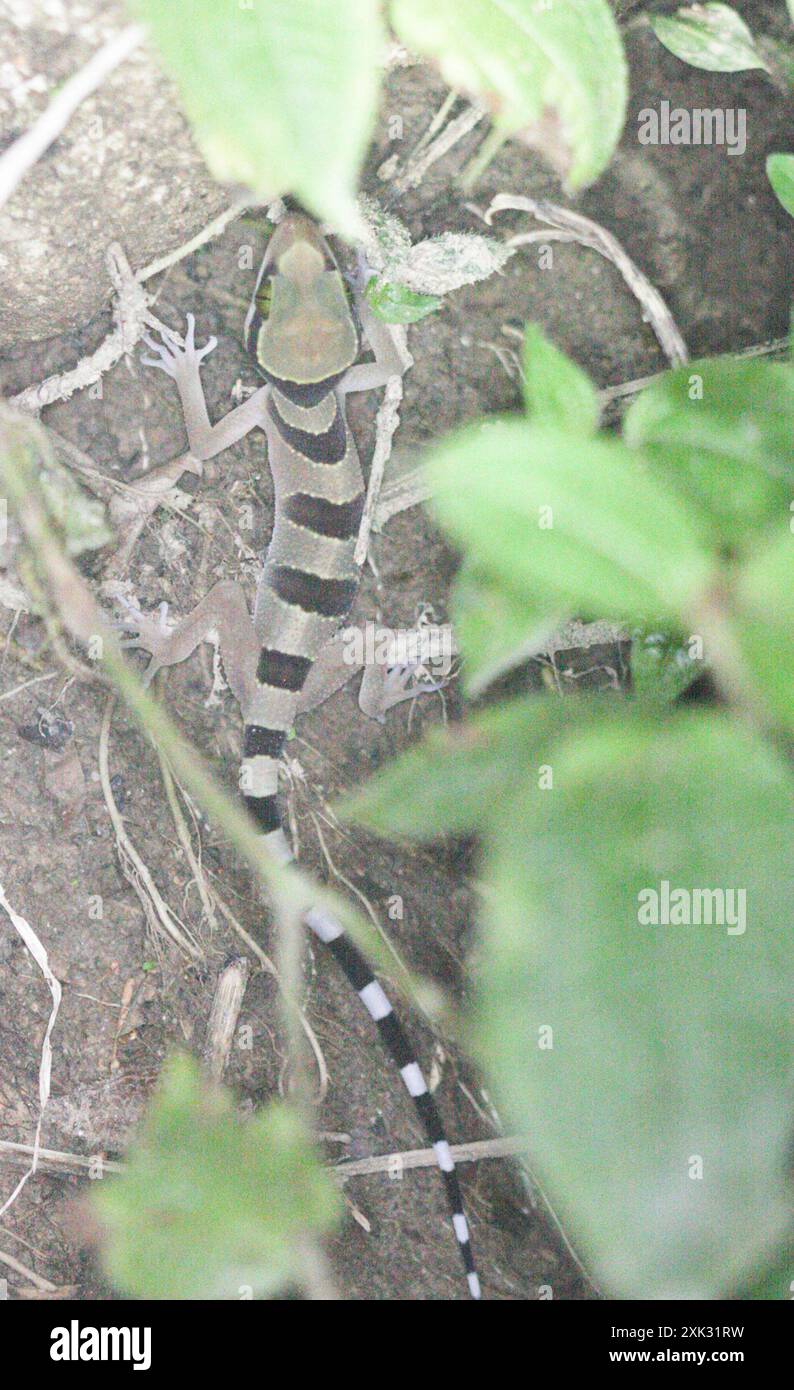 Gecko curvo dell'isola di Penang (Cyrtodactylus pulchellus) Reptilia Foto Stock