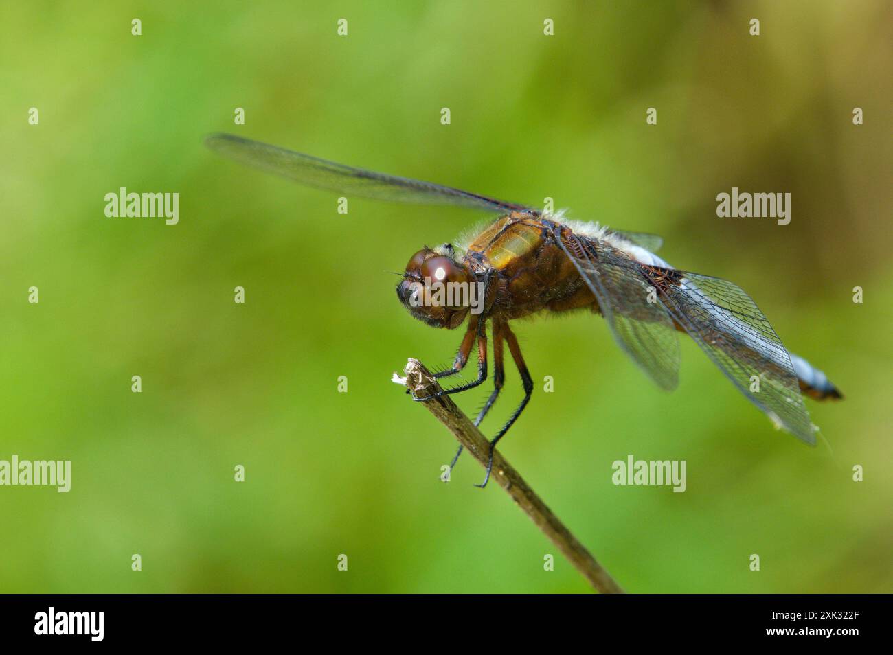 Libellula depressa dragonfly, alias Chaser dal corpo ampio, è seduta sulla paglia d'erba. Isolato su sfondo sfocato. Stagno nella repubblica Ceca. Foto Stock