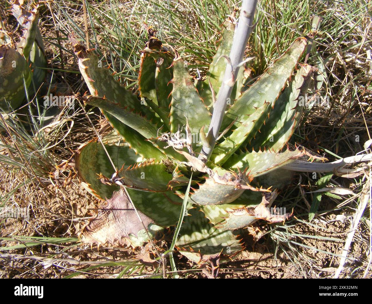 Highveld Spotted Aloe (Aloe davyana) Plantae Foto Stock