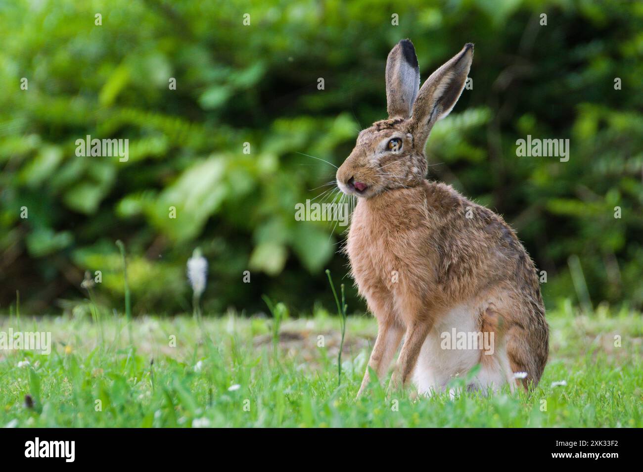 Lepre bruna europea, nota anche come Lepus europaeus sul campo. Primo piano verticale. Foto Stock