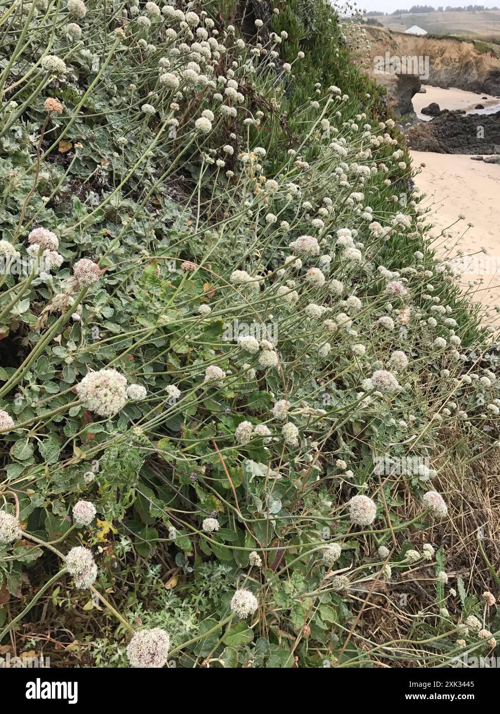 Grano saraceno (Eriogonum latifolium) Plantae Foto Stock