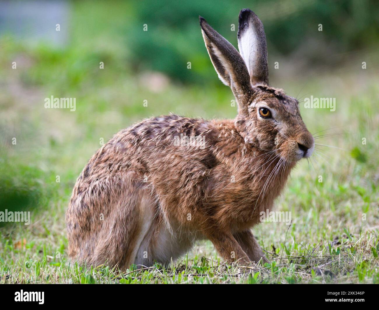 Lepre bruna europea, nota anche come Lepus europaeus sul campo. Primo piano verticale. Foto Stock