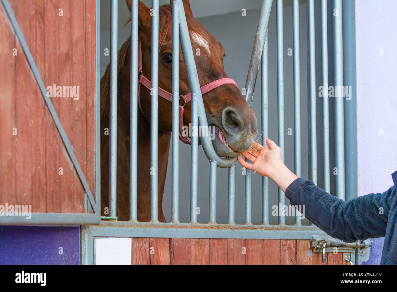 Una mano umana che ama un cavallo in una stalla. Amore animale Foto Stock