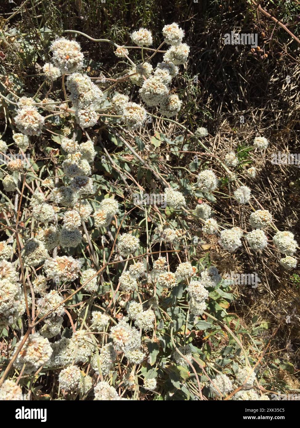 Grano saraceno (Eriogonum latifolium) Plantae Foto Stock